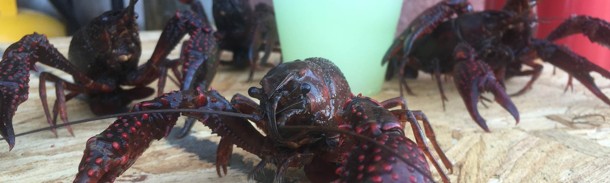 Testimonials | Cajun Fried Catfish | CAJUN CRAWFISH COMPANY | Dallas' #1 Cajun Catering Company Since 1998