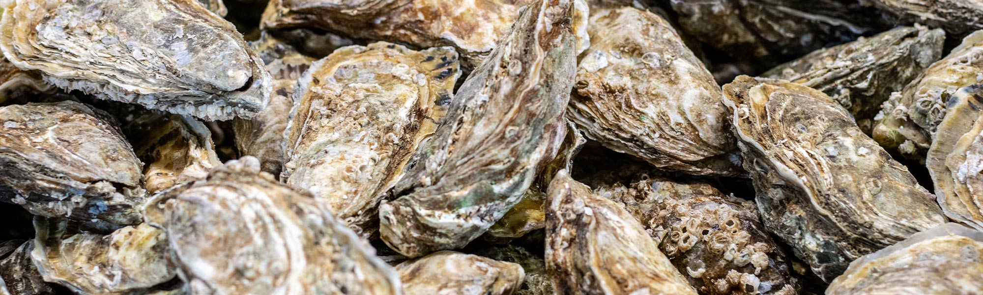 Fresh Oysters | Cajun Crawfish Company